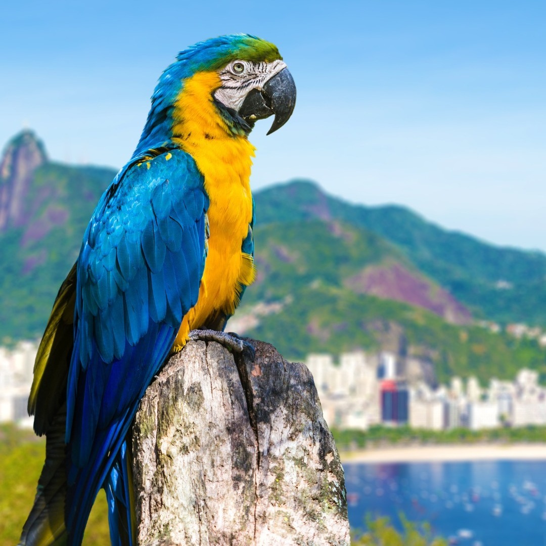 RIO DE JANEIRO, BRAZIL