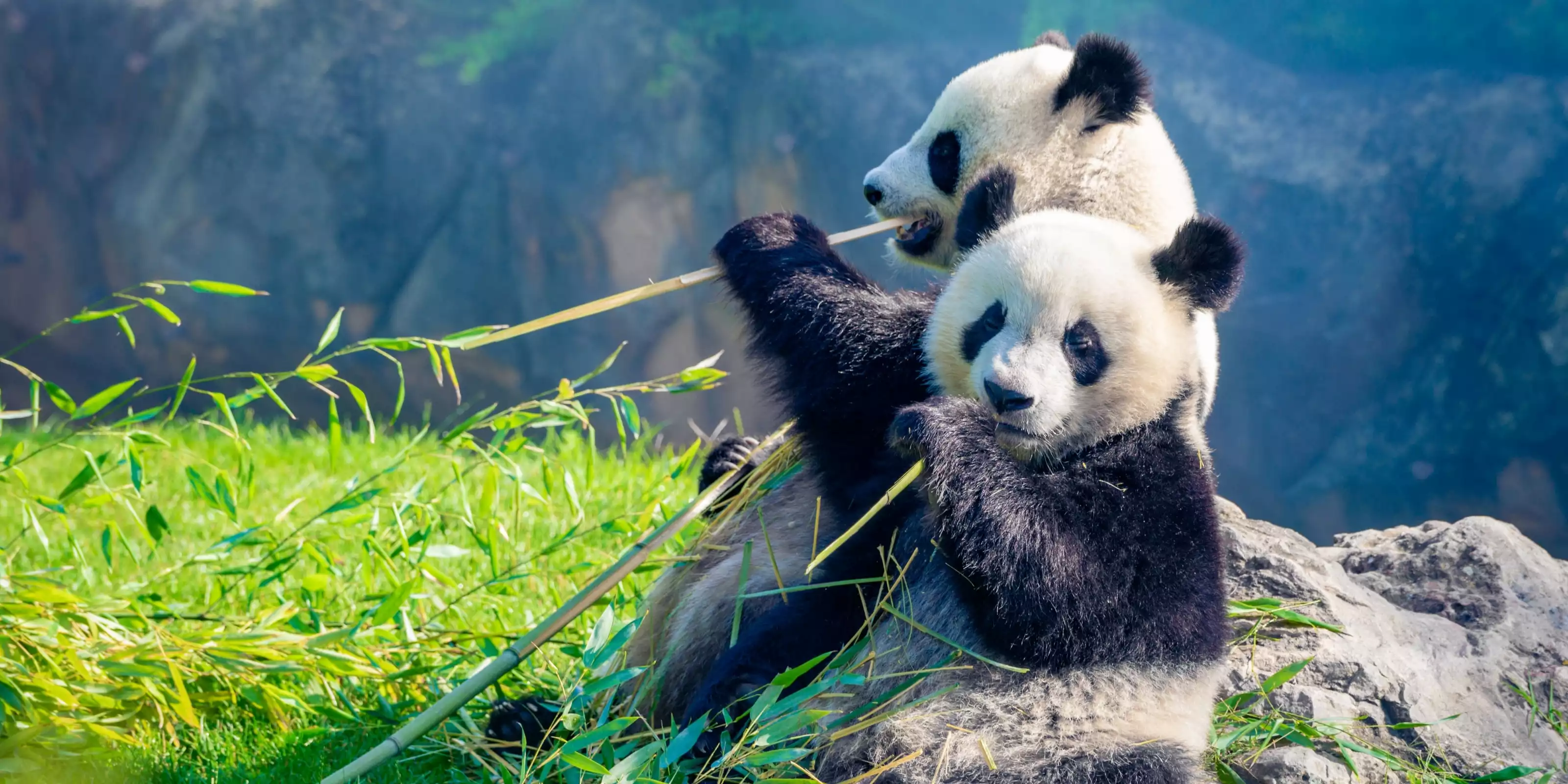 IN PURSUIT OF PANDAS